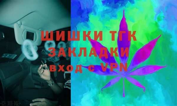 индика Ельня